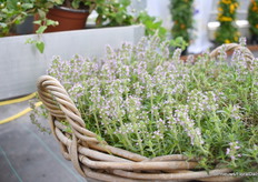 Thymus citriodorus Grow Flow 'Lemonade', is één van de variëteiten in het Double Marvel concept. "Regels voor het leven, Hishtil omarmt, het verminderen van onze impact op het milieu, altijd groeien en het ontwikkelen van nieuwe producten met het verminderen van onze impact en die van onze consumenten op de natuur. Dit omvat alles van focus op biologische productie, zowel geënte groenten als kruiden, en planten die toleranter zijn. Op de kwekerij verminderen we het gebruik van plastic en papier, we recyclen, we wassen de productietrays en we nemen elke mogelijke stap in de missie die we allemaal delen om Moeder Aarde te beschermen."